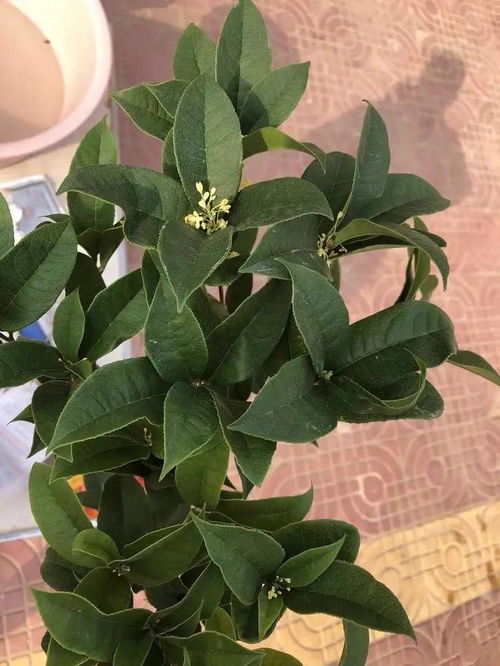 门前庭院种桂花树好吗？适合哪些季节开花