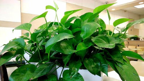 绿萝屋顶霸主！三步轻松养出房顶绿意