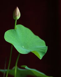 小荷叶的伙伴：旱金莲