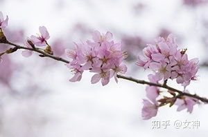 樱花的花语和寓意中蕴含着神秘之美