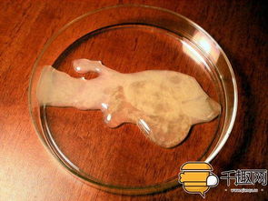 猪常温精液长途运输，如何保持精子活力