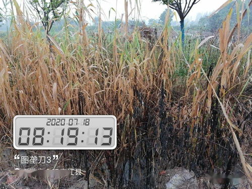 草铵膦：不一样的效果， 一样的神奇