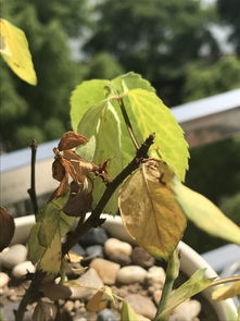 月季枯萎之谜：为何同园月季生死两重天？