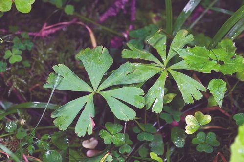 八角莲：国家一级保护植物，揭秘其独特保护等级！