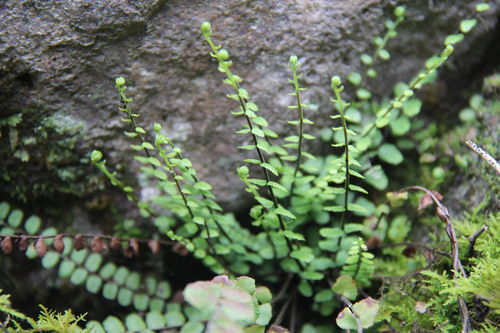 一、 植物分类概述