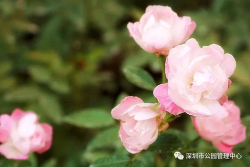 季节转换， 花卉绽放：6月到7月的花卉种植指南