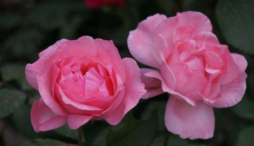 两广花友的特殊指南