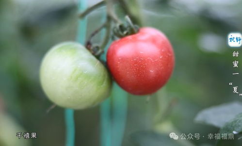 千禧果VS圣女果，营养与口感