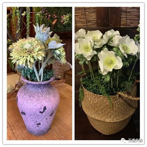 蓝星花，寓意着希望与梦想