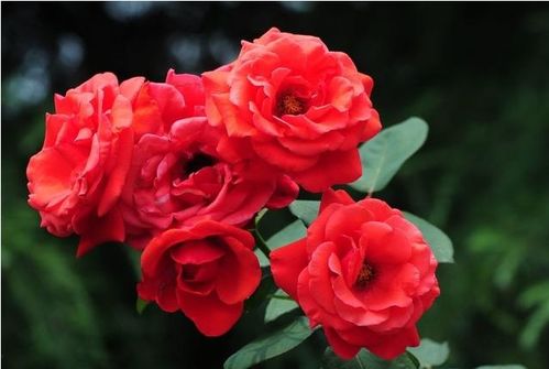 月季露天过冬，三大技巧揭秘！