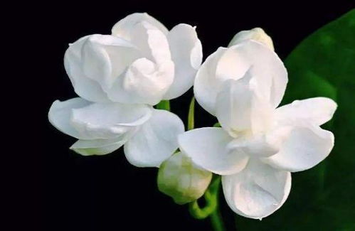 四季茉莉一年能开几次花？每次花期有多长