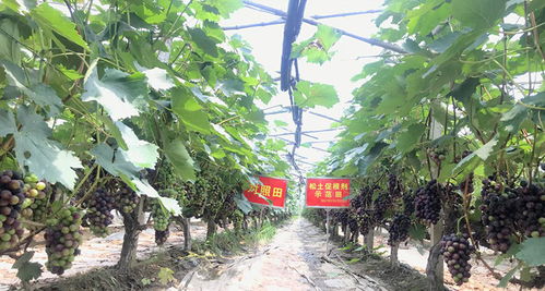刺梨果园管理：土壤改良、水分控制、病虫害防治