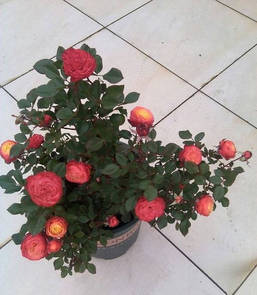 月季小苗开花的时长之谜