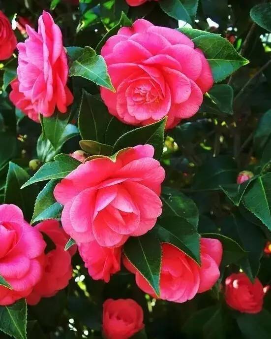 厨房变宝箱：生活中的养花智慧