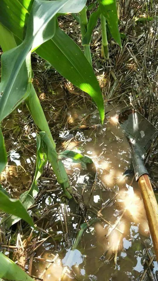 玉米地旁种植选择，产量双丰收的秘密