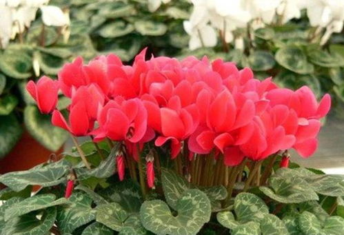 辨别仙客来的方法