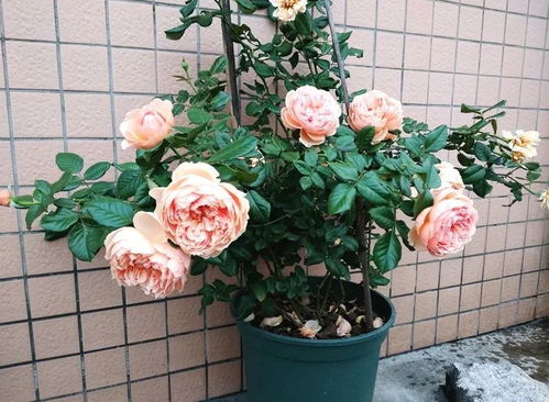 月季的气候喜好