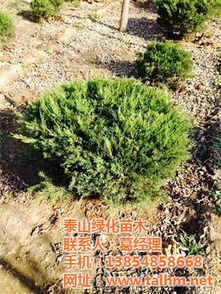 龙柏球是乔木还是灌木