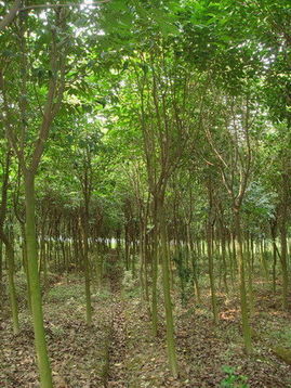 大叶女贞，环保之星！