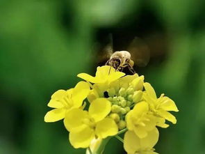 七月份在上海种草药的挑战