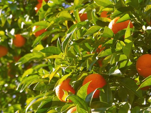 施肥不当，桔子树怎嫩茁壮成长