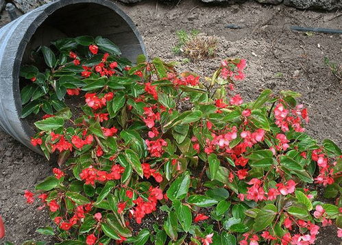 长治适合养护哪些花卉品种？