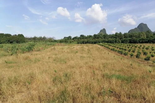 精草铵膦铵盐：广谱除草， 但对葡萄苗无害