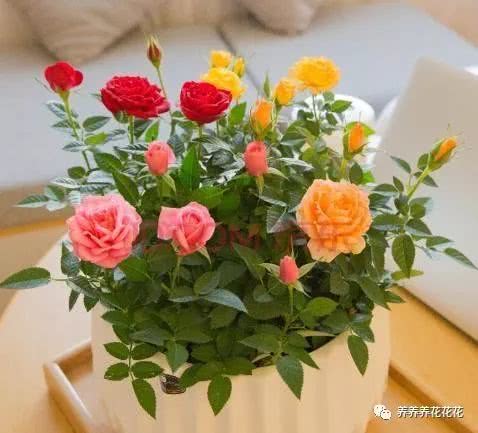 新买的小盆玫瑰花，换盆时间大揭秘！