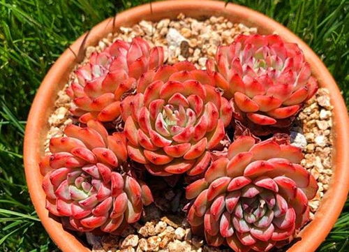 彩虹糖的多肉养护心得