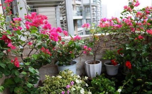 盆栽花儿知多少