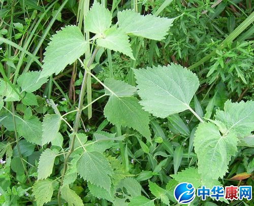 路边种草选高茎草合适吗？