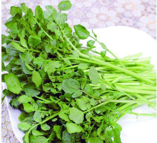 四季油麦菜：耐病耐热的绿色蔬菜