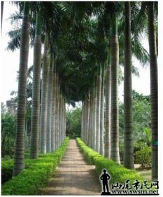 城市绿脉的呵护之道：行道树的养护关键