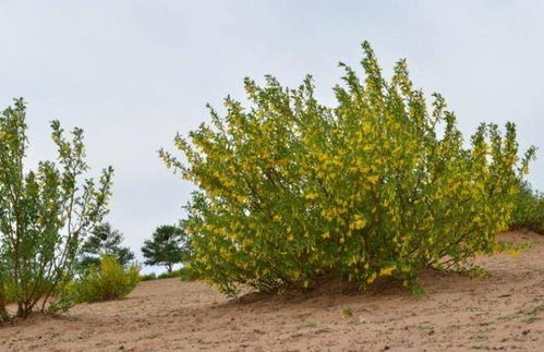 沙藏温度＞5℃，胚芽提前萌发必死