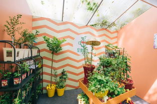 打造花园秘籍：桃美人养护攻略，美丽花园必备！