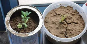 土壤盐碱化，盆栽的痛苦