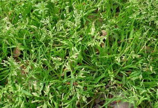 苯磺隆：阔叶杂草的噩梦