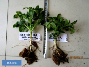 马铃薯的根系奥秘：探索植物特殊根系的实用功能