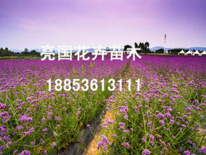 国家地方大， 植被种类超级多