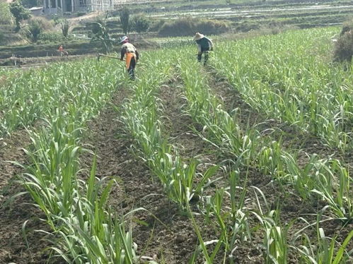 甘蔗种植：直直的甘蔗哪款Zui好？