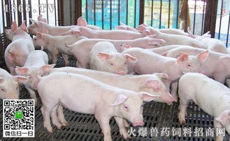 如何根据猪的体温分级治疗发烧，告别盲目退烧？