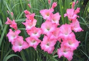 剑兰花，花语高贵
