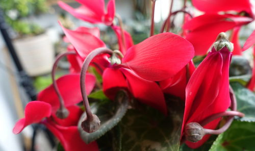 灯笼花——夜色中的璀璨明珠