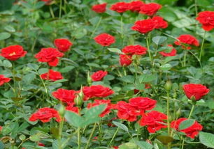 移植时间与修剪技巧