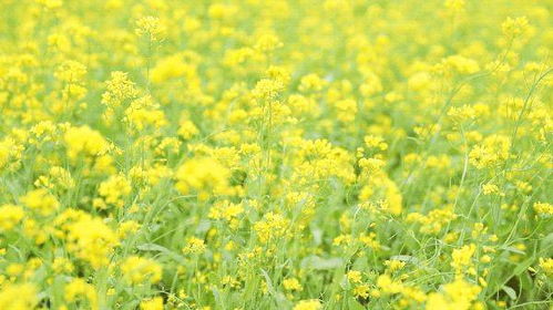 油菜花与三色堇， 冬日里的色彩点缀