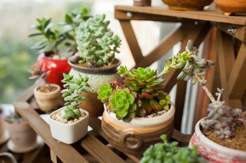 牛奶浇多肉？小心毁绿植！