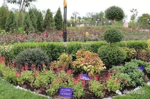 懒人友好， 植物来帮忙