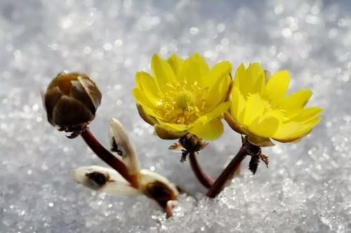 冰凌花似雪花？与雪花共舞