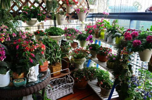 四季赏花地图， 带你领略花城之美