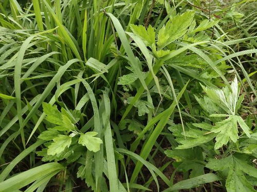 艾草种植那些事儿